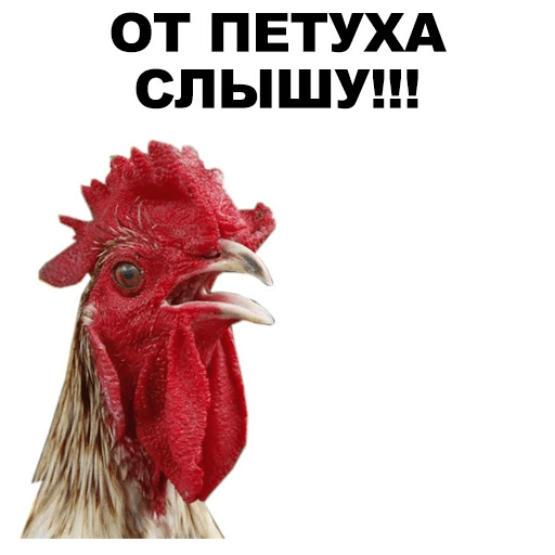Петушара Стикеры телеграм