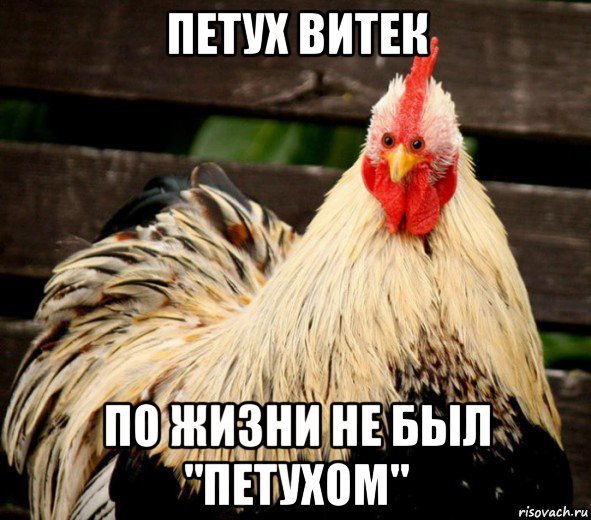Витек петух