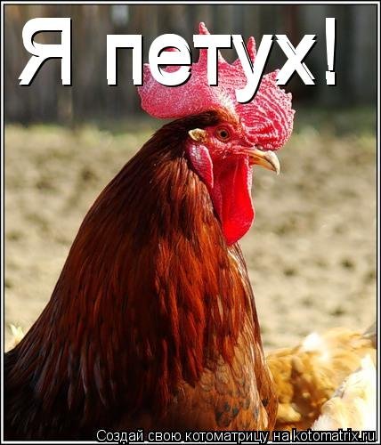 Я петух