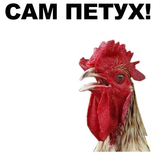 Ты петух