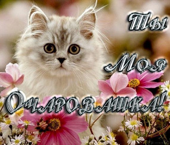 Ты прелесть с котиками