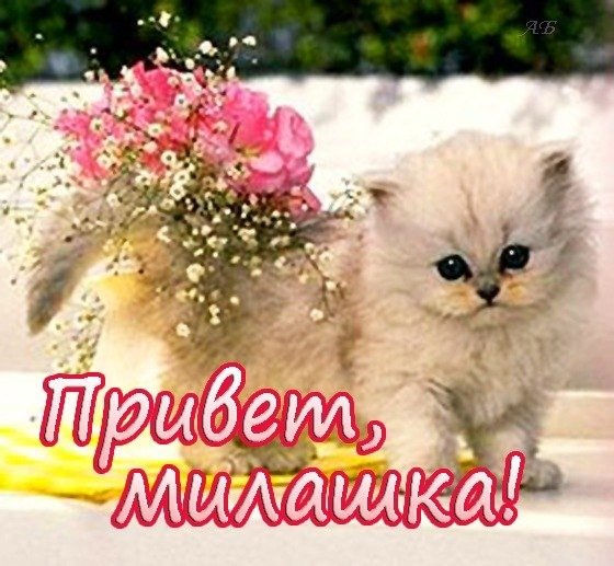 Привет милашка