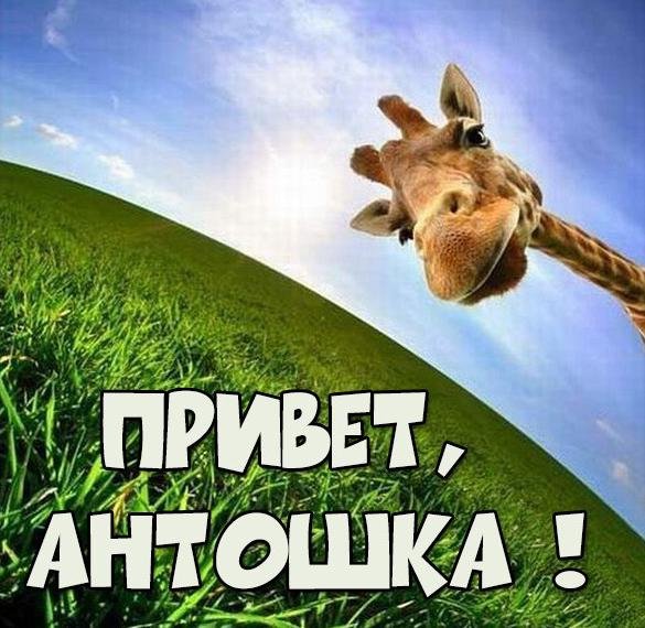 Антошка привет картинки привет