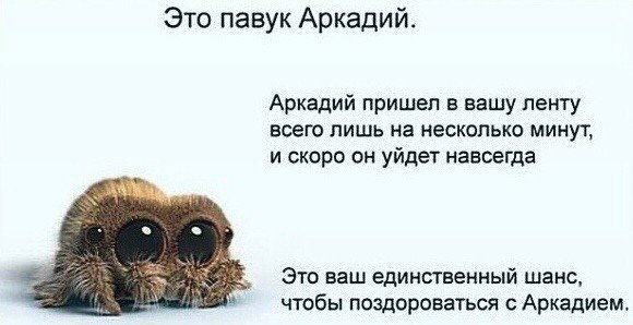 Аркадий мемы