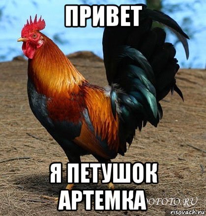 Привет петушок