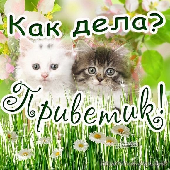 Привет как дела