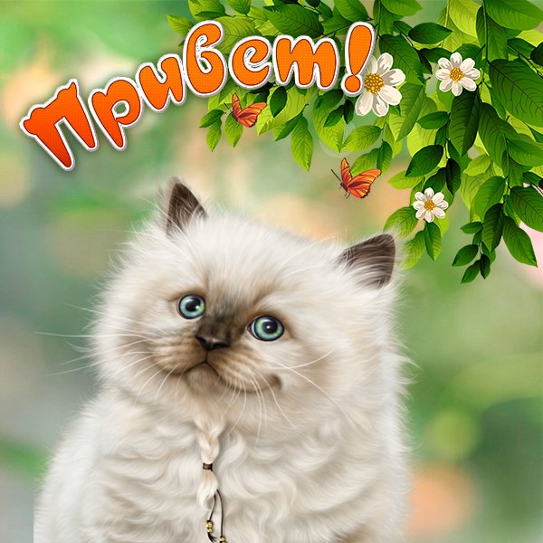 Кот привет