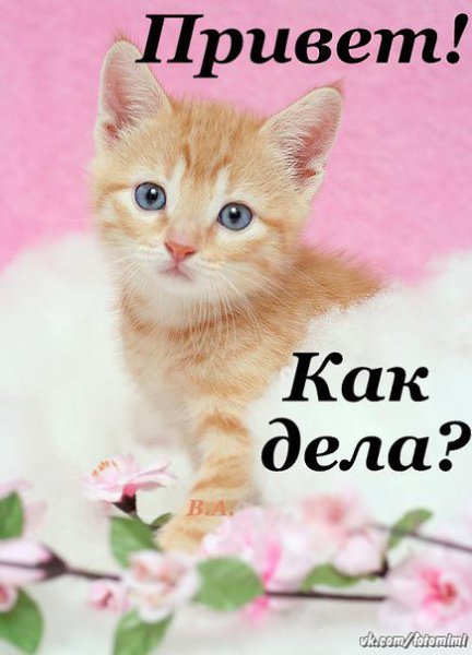 Привет как дела картинки