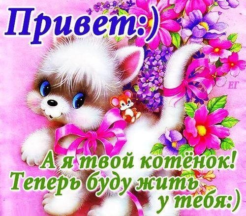 Котята привет как дела