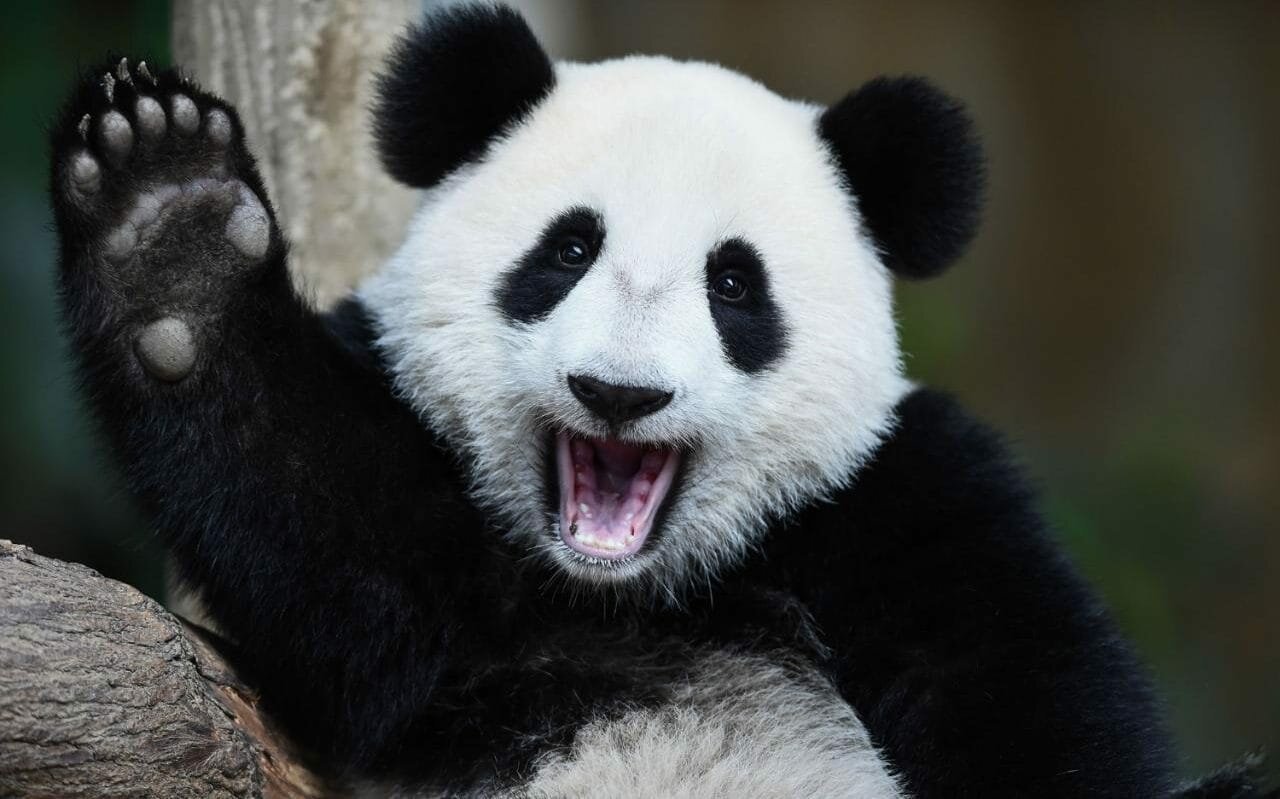 Картинки панда веселая (43 фото) » Юмор, позитив и много смешных картинок