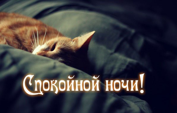 Котик желает спокойной ночи