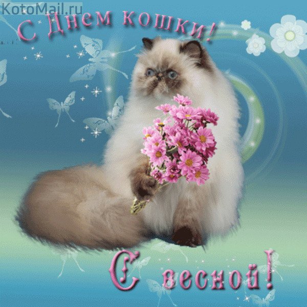 Поздравления с днём кошек