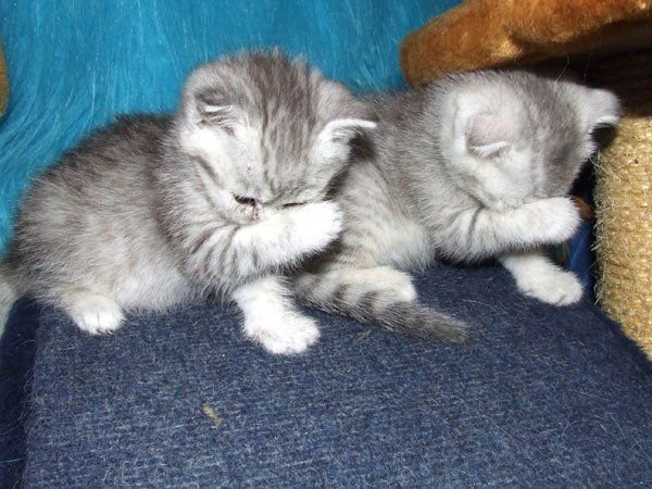 Котята с надписями