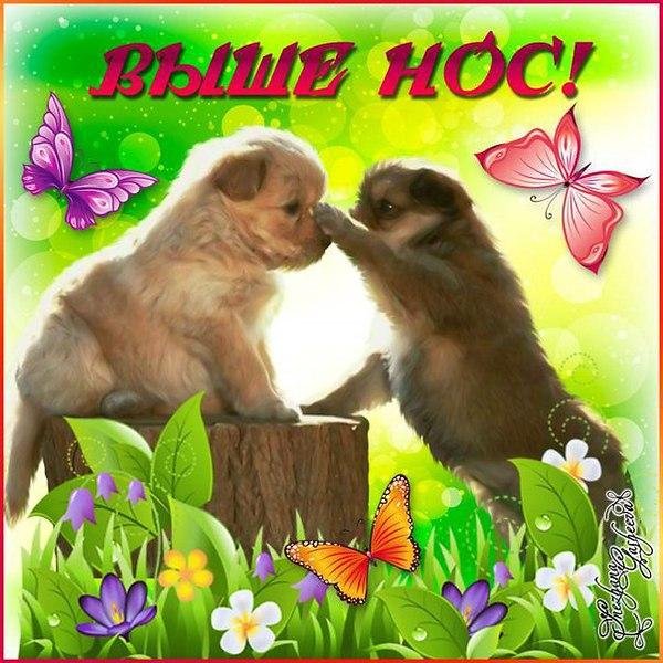 Выше нос
