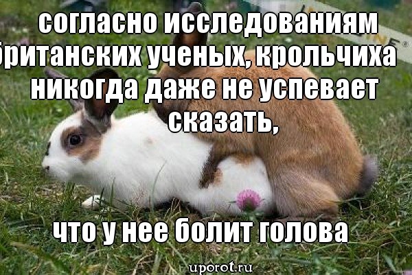 Смешные картинки с текстом