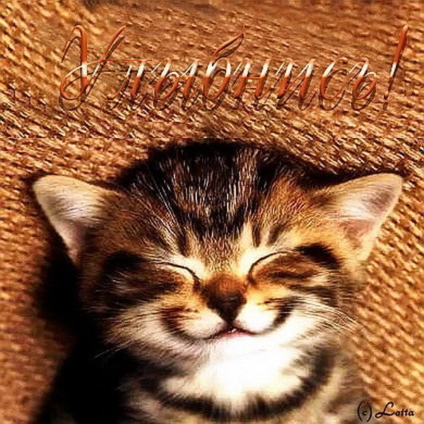Котята для настроения