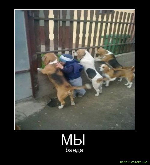 Мы банда прикольные