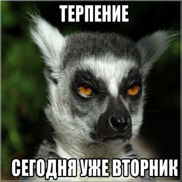 Вторник прикол