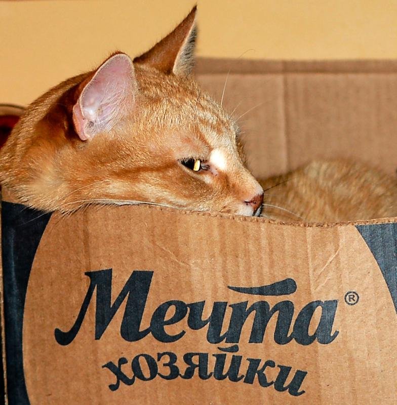 Смешные фото котов и кошек с надписями