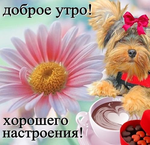 Доброе утро и отличного настроения