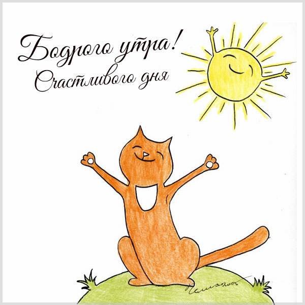 Кот радуется солнцу