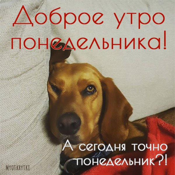 Понедельник доброе утро смешные