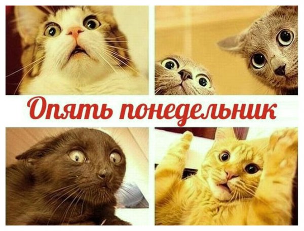 Понедельник картинки прикольные