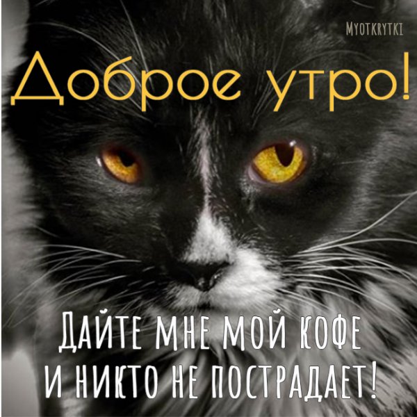 Доброе утро понедельника прикольные