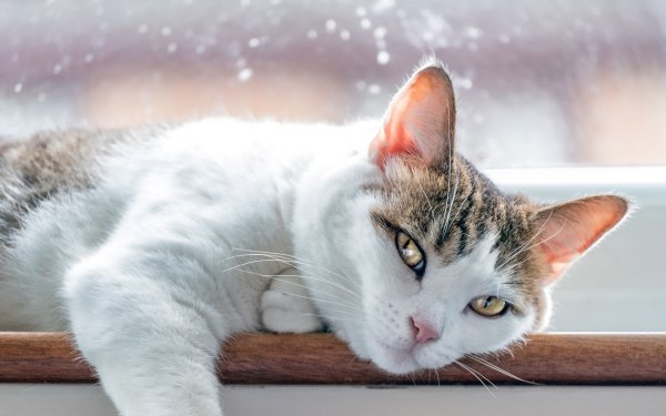 Хорошего понедельника котики