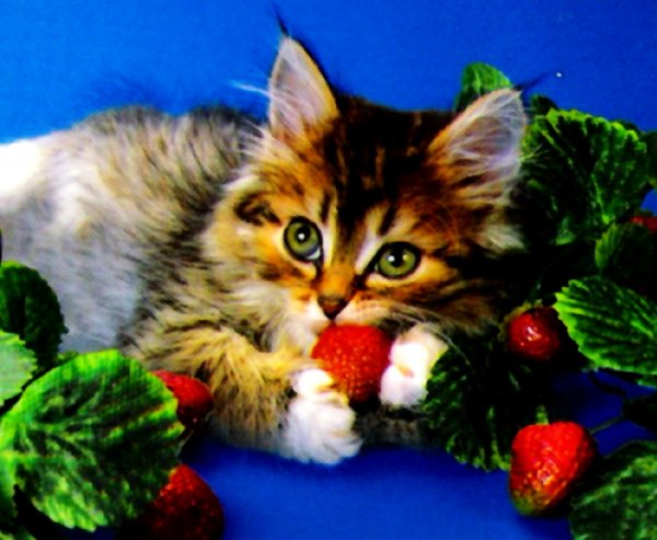 Котик с клубникой