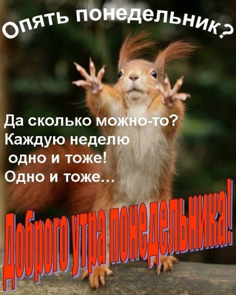 Понедельник доброе утро смешные