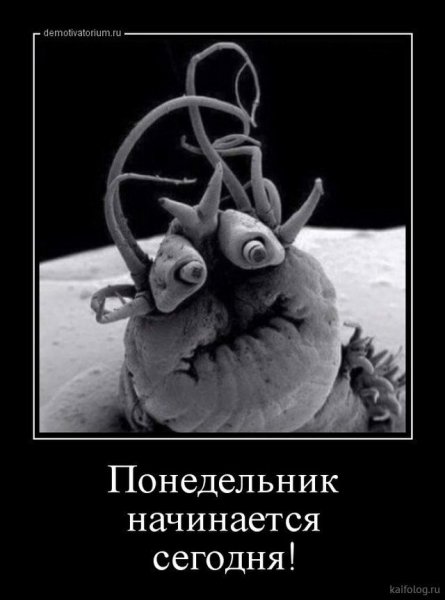 Цитаты про понедельник
