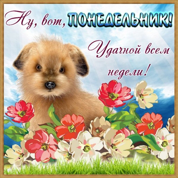 Добрые пожелания с собачками