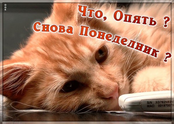 Утро понедельника