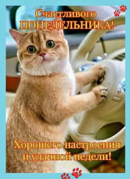 Хорошей недели с котиками
