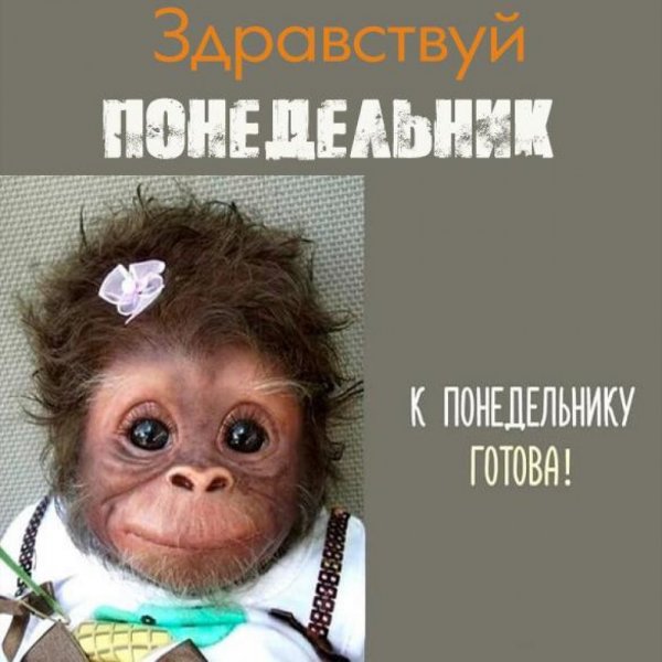 Здравствуй понедельник картинки