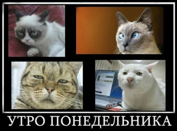 Коты понедельник