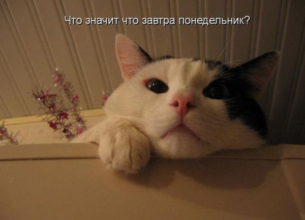 Всё новый год закончился