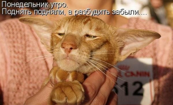 Фото с понедельником прикольные
