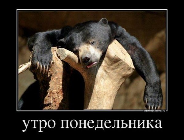 Утро понедельника приколы