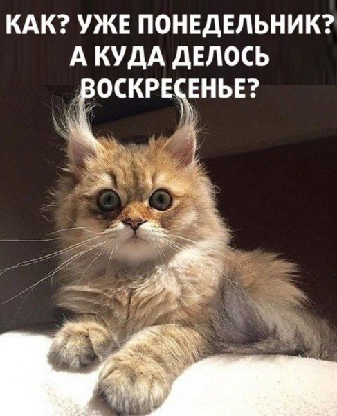 Смешное про понедельник