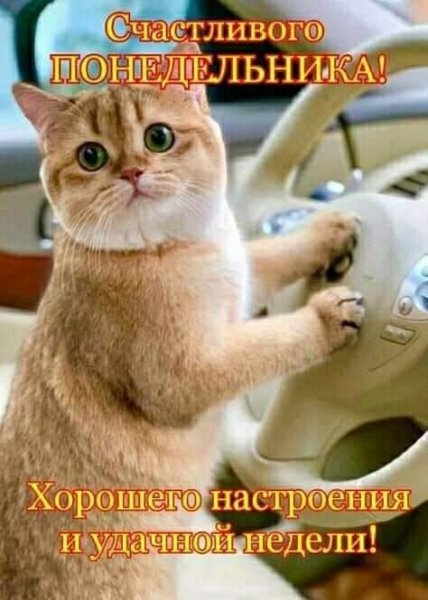 Хорошего понедельника котики