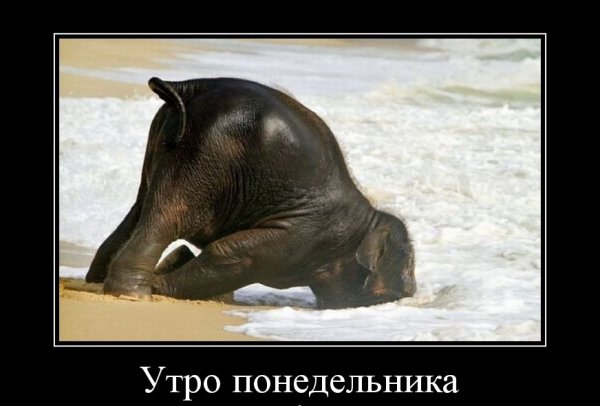 Понедельник демотиваторы смешные
