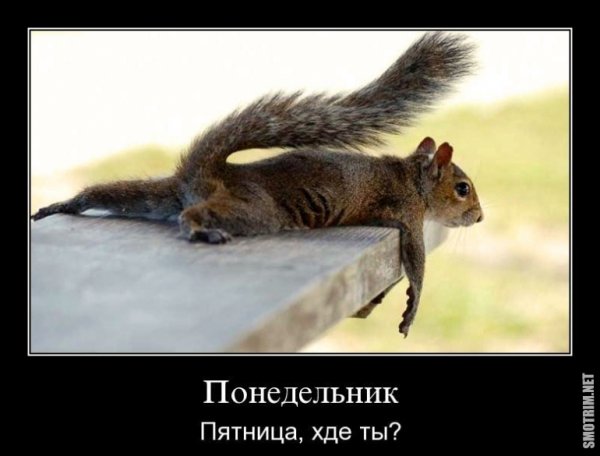 Понедельник демотиваторы