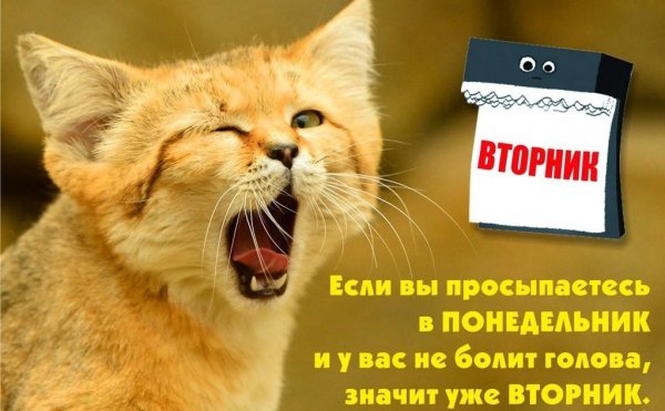 Смешные поздравления со вторником