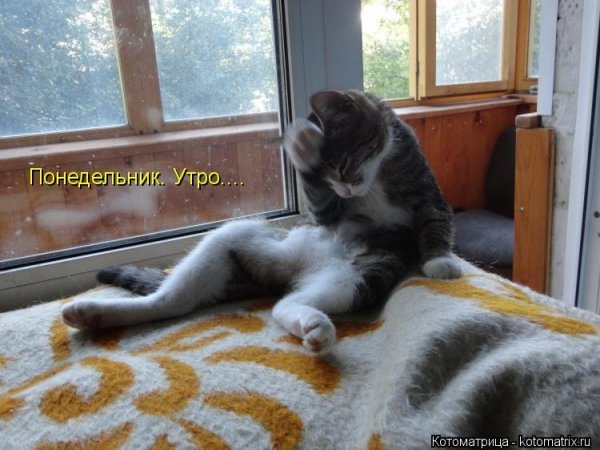 Котоматрица утро
