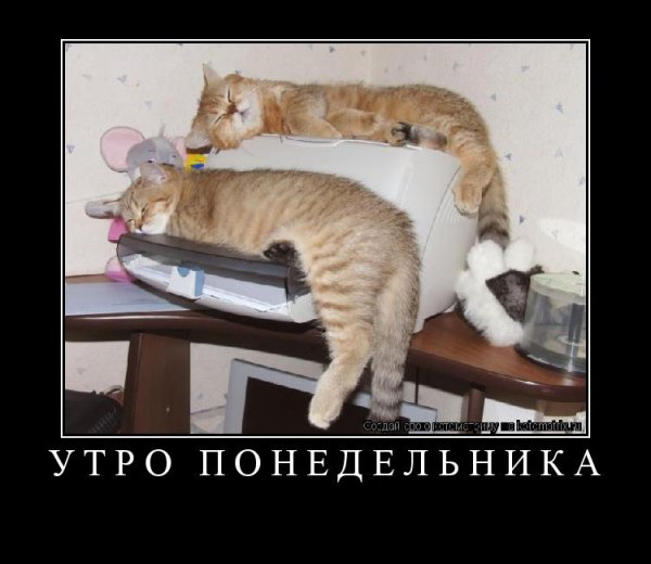 Утро понедельника