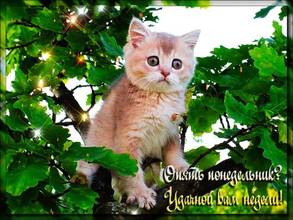 Открытки с понедельником