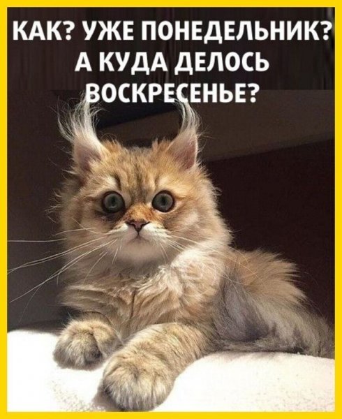 Понедельник юмор