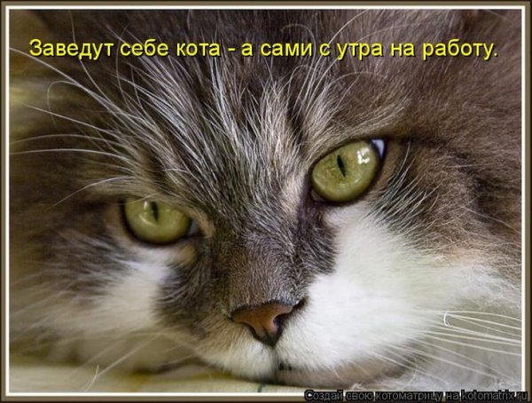 Кот понедельник